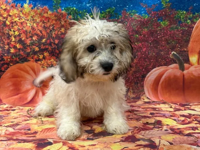 Female Teddy Bear puppy named Autumn for sale at Puppy City Winchester.