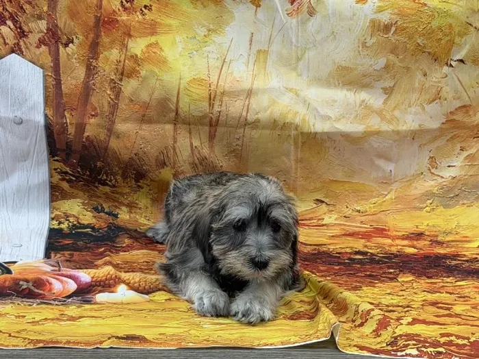 Female Mini Schnauzer puppy named Trudy for sale at Puppy City Harrisonburg.