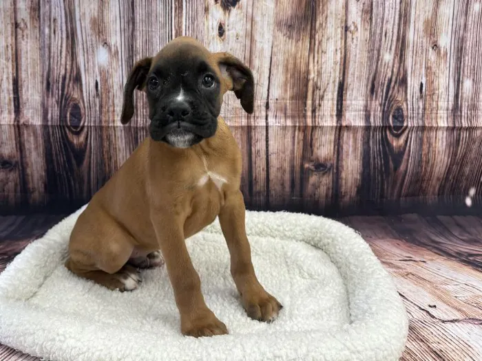 Male Boxer puppy named Bruce for sale at Puppy City Winchester.