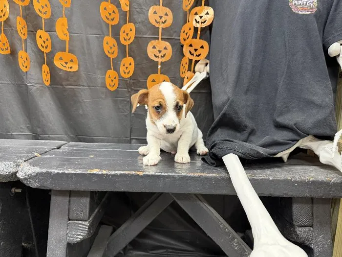 Male Jack Russell Terrier puppy named Dennis for sale at Puppy City Harrisonburg.