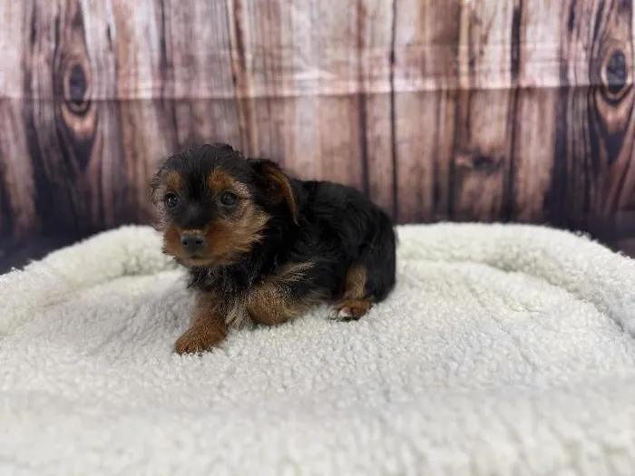 Female Yorkie puppy named Posie for sale at Puppy City Winchester.