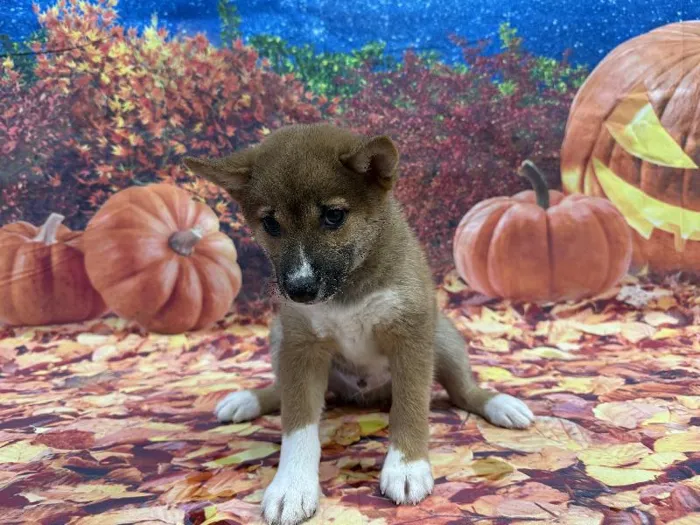 Male Shiba Inu puppy named Norman for sale at Puppy City Winchester.