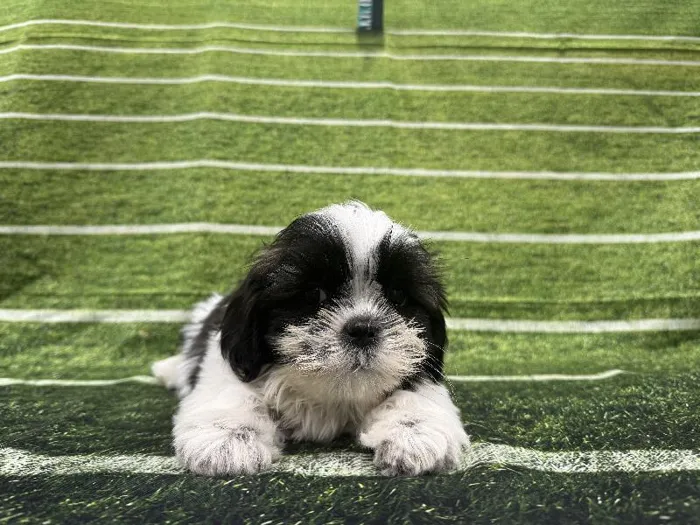 Male Shih Tzu puppy named Tom for sale at Puppy City Winchester.