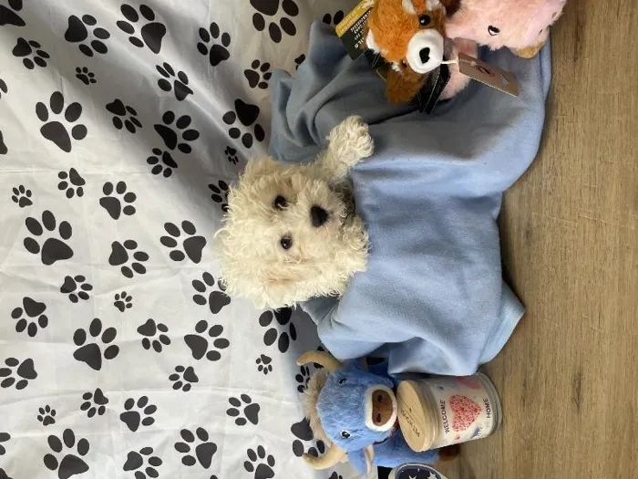 Male Bichon puppy named Paddy for sale at Puppy City Harrisonburg.