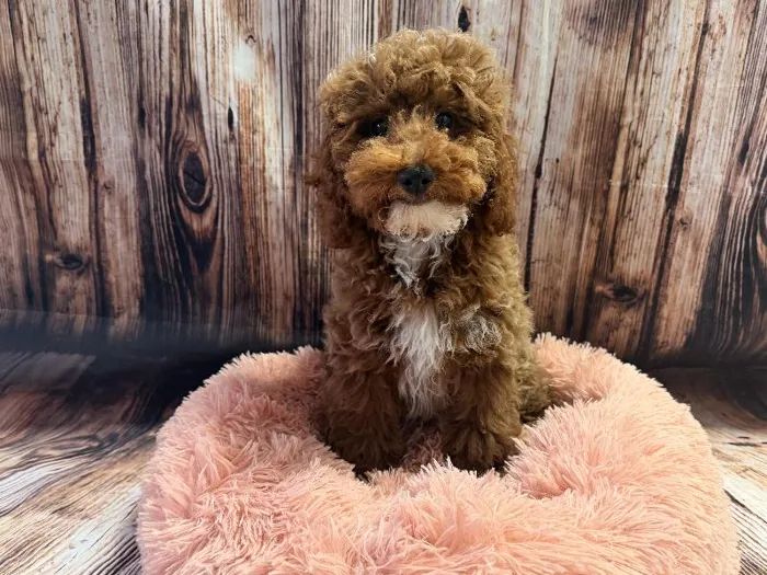 Male Mini Poodle puppy named Scout for sale at Puppy City Winchester.