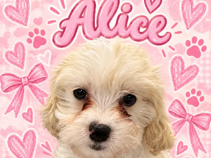 Female Cavachon puppy named Alice for sale at Puppy City Harrisonburg.