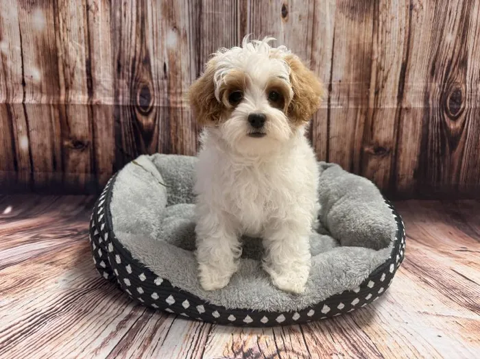 Female Maltipoo puppy named Daphne for sale at Puppy City Winchester.