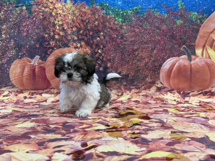 Female Shih Tzu puppy named Yolanda for sale at Puppy City Winchester.