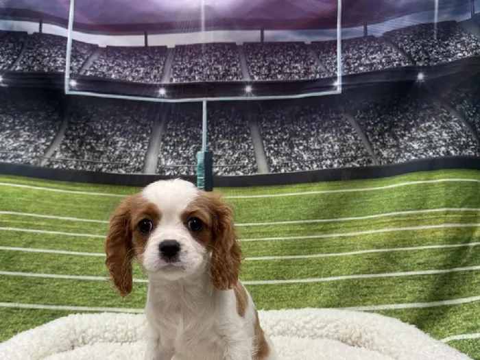 Female Cavalier King Charles Spaniel puppy named Victoria for sale at Puppy City Winchester.