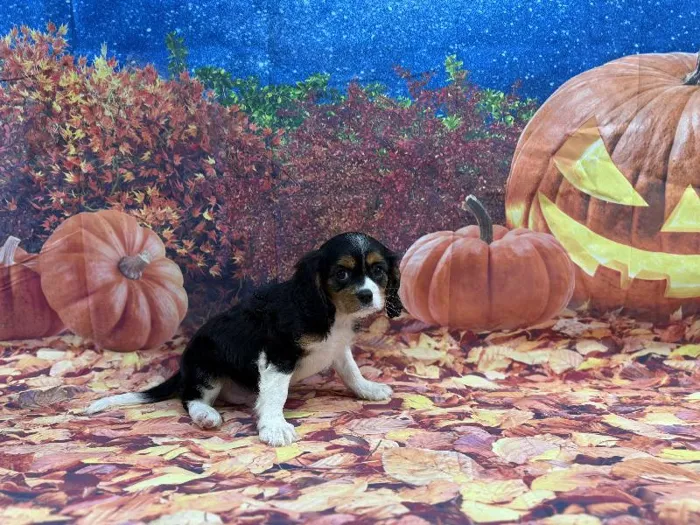 Male Cavalier King Charles Spaniel puppy named Parker for sale at Puppy City Winchester.