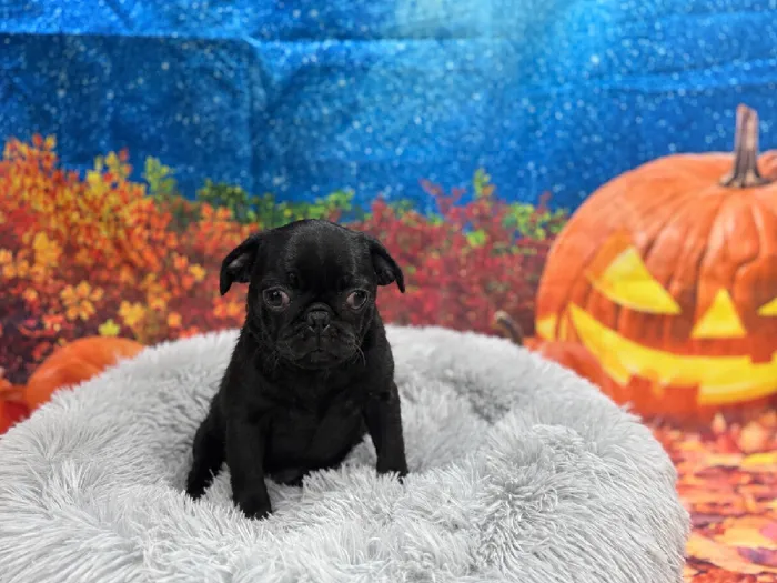 Male Pug puppy named Freddy for sale at Puppy City Winchester.