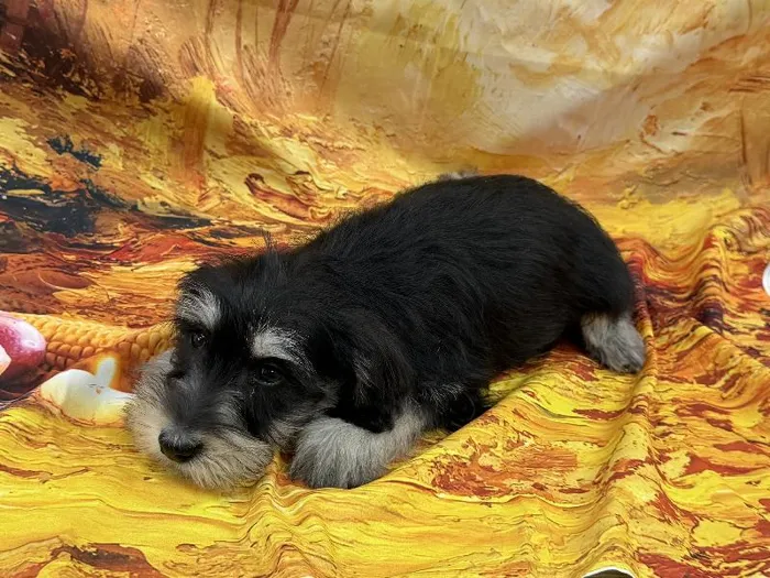 Female Mini Schnauzer puppy named Brenda for sale at Puppy City Harrisonburg.