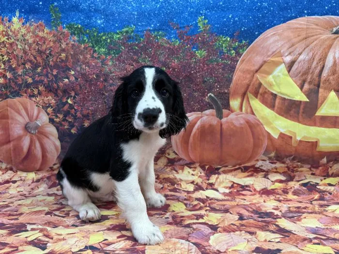 Male English Springer Spaniel puppy named Leo for sale at Puppy City Winchester.