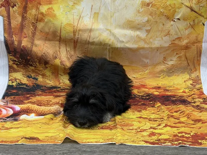 Male Mini Schnauzer puppy named Biscuit for sale at Puppy City Winchester.