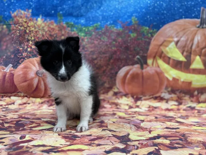Female Sheltie puppy named Betty for sale at Puppy City Winchester.