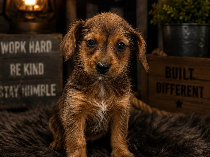 Male Yorkie-Jack Russell Terrier puppy named Jack Jack for sale at Puppy City Harrisonburg.