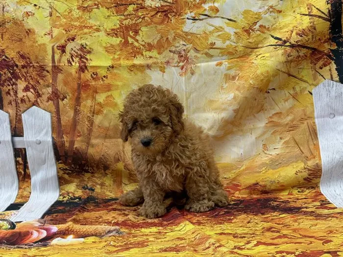 Male Mini Poodle puppy named Tony for sale at Puppy City Harrisonburg.