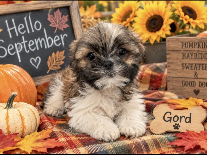 Male Shih Tzu puppy named Gord for sale at Puppy City Harrisonburg.