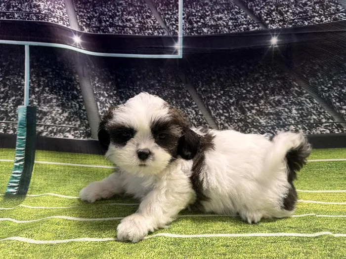 Female Shih Tzu puppy named Glenda for sale at Puppy City Winchester.