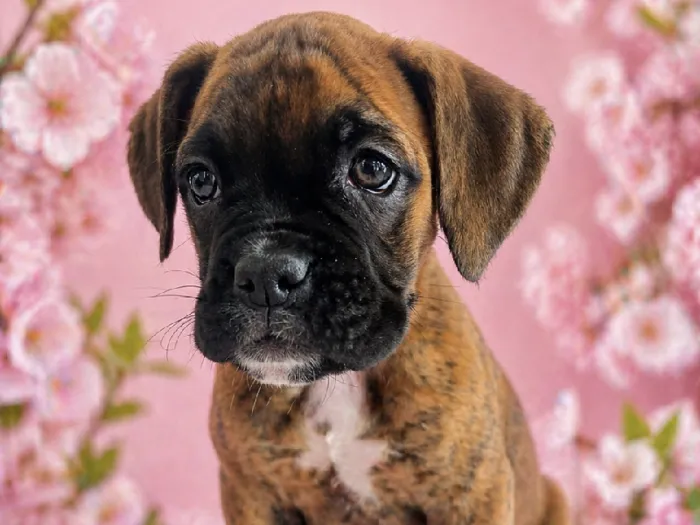 Female Boxer puppy named Rosie for sale at Puppy City Harrisonburg.