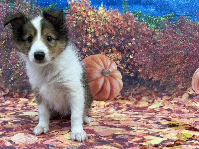 Male Sheltie puppy named Otto for sale at Puppy City Winchester.