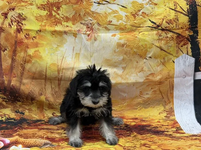 Female Mini Schnauzer puppy named Giblet for sale at Puppy City Winchester.