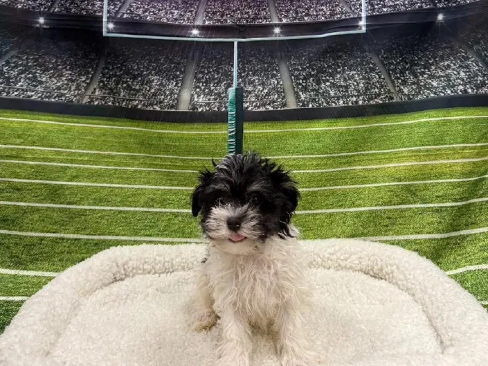 Male Havanese puppy named Bonejangles for sale at Puppy City Winchester.