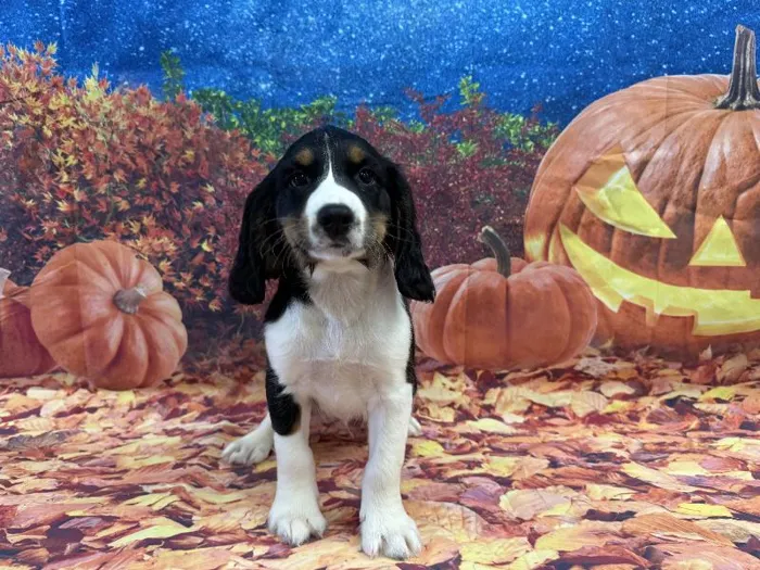 Male English Springer Spaniel puppy named Ned for sale at Puppy City Winchester.