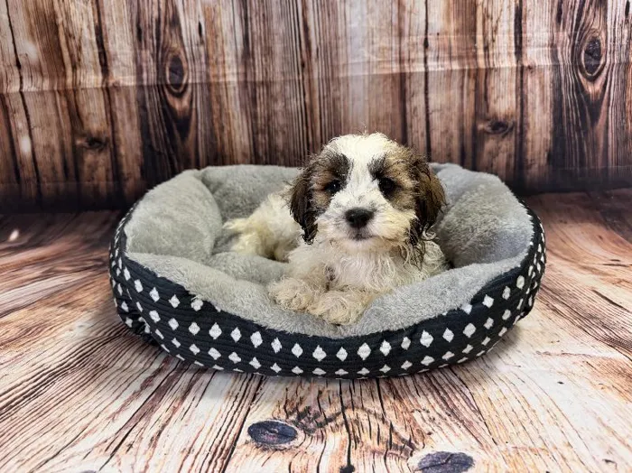 Male Teddy Bear puppy named Cavern for sale at Puppy City Winchester.