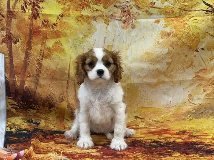 Female Cavalier King Charles Spaniel puppy named Cinnamon for sale at Puppy City Winchester.