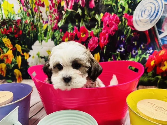 Male Malshi puppy named Bambi for sale at Puppy City Harrisonburg.