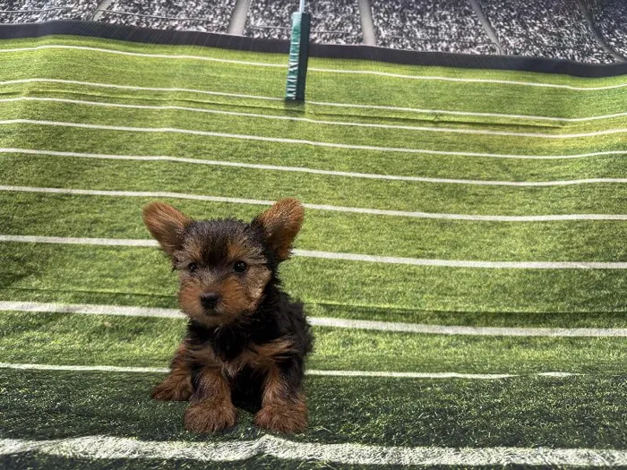Female Yorkie puppy named Gillian for sale at Puppy City Winchester.
