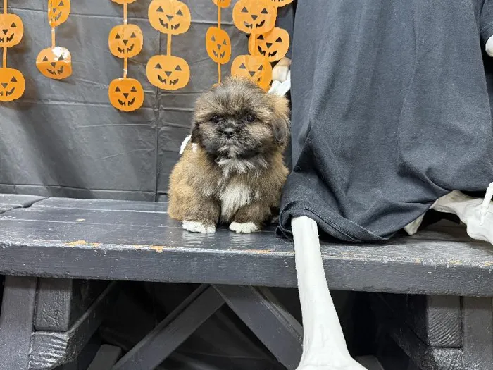 Male Shih Tzu puppy named Spice for sale at Puppy City Winchester.