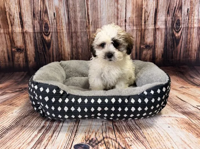 Male Teddy Bear puppy named Melvin for sale at Puppy City Winchester.