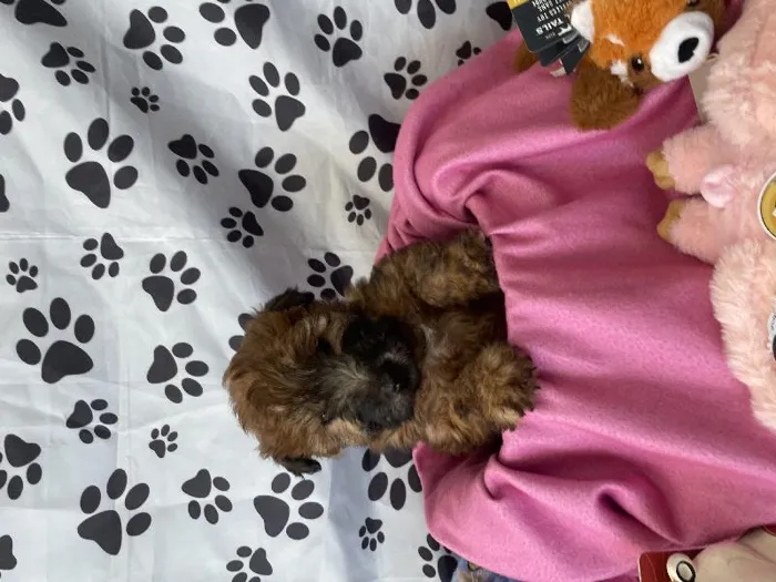 Female Soft Coated Wheaten puppy named Peep for sale at Puppy City Harrisonburg.
