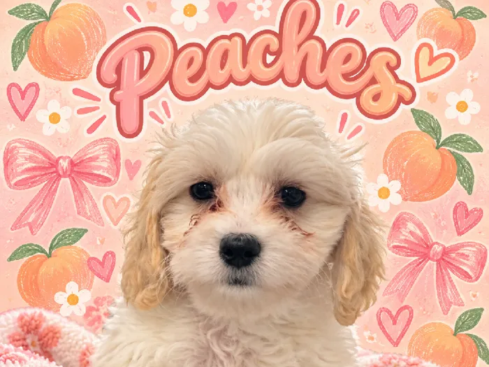 Female Cavachon puppy named Peaches for sale at Puppy City Harrisonburg.