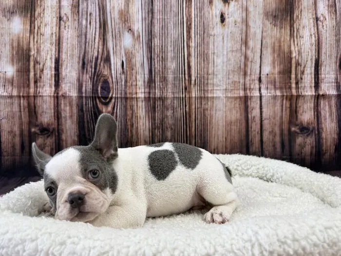 Male French Bulldog puppy named Cosmo for sale at Puppy City Winchester.