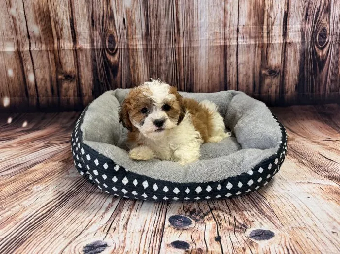 Male Teddy Bear puppy named Justin for sale at Puppy City Winchester.