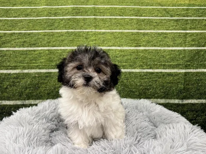 Female Teddy Bear puppy named Lucy for sale at Puppy City Winchester.