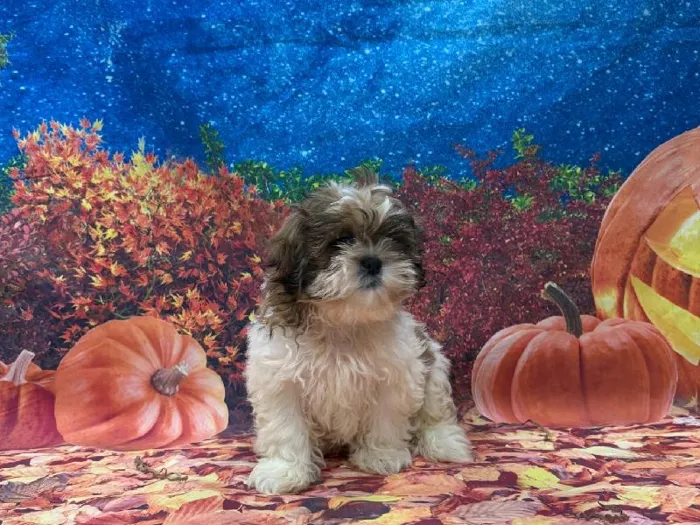 Male Shih Tzu puppy named Salem for sale at Puppy City Winchester.