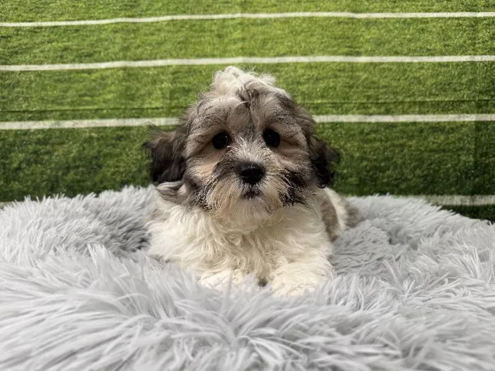 Male Teddy Bear puppy named Bucky for sale at Puppy City Winchester.