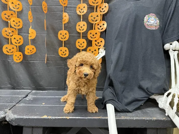 Male Mini Poodle puppy named Ken for sale at Puppy City Harrisonburg.