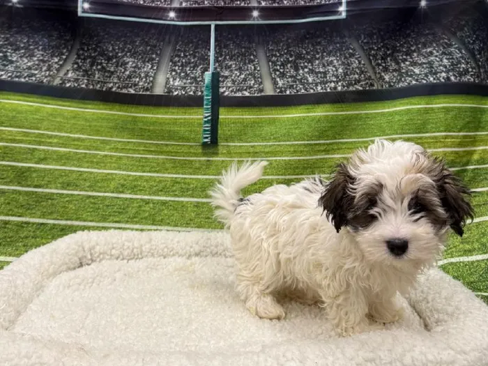 Female Havanese puppy named Emily for sale at Puppy City Winchester.