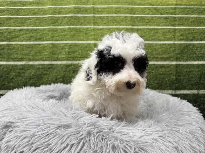 Male Bichon Poo puppy named Thatcher for sale at Puppy City Winchester.