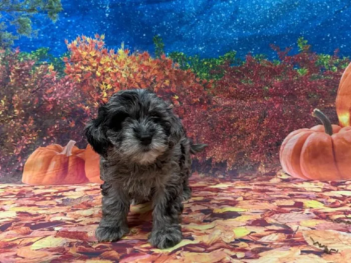 Female Mini Goldendoodle puppy named Raven for sale at Puppy City Winchester.