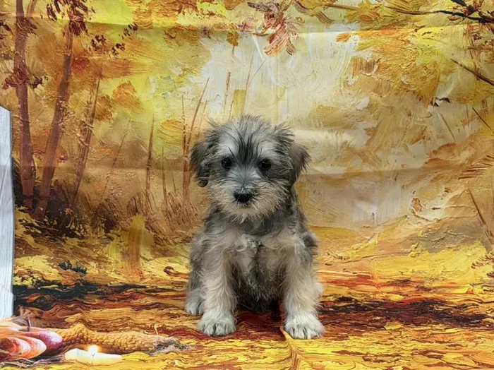 Male Mini Schnauzer puppy named Hammy for sale at Puppy City Winchester.