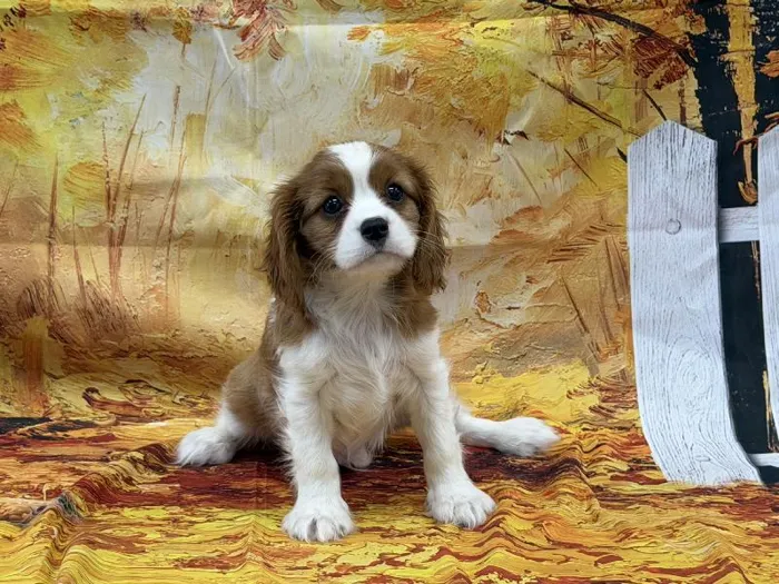 Male Cavalier King Charles Spaniel puppy named Tator for sale at Puppy City Winchester.