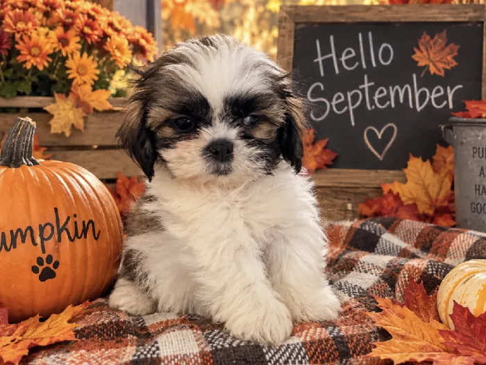 Female Shih Tzu puppy named Pumpkin for sale at Puppy City Harrisonburg.