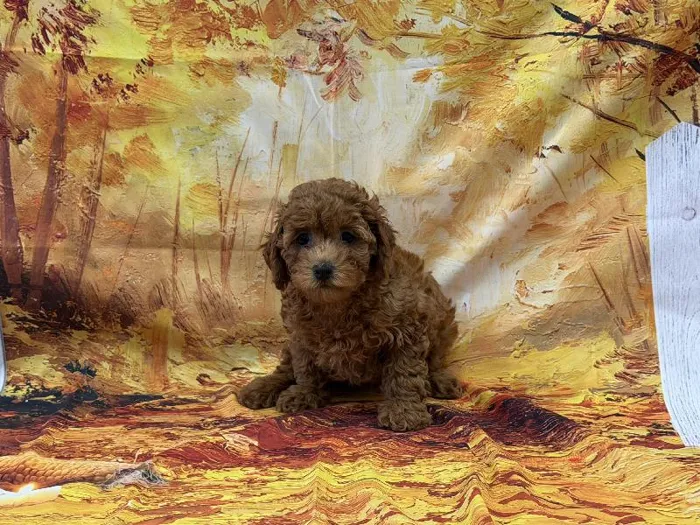 Female Mini Poodle puppy named Lindsay for sale at Puppy City Winchester.