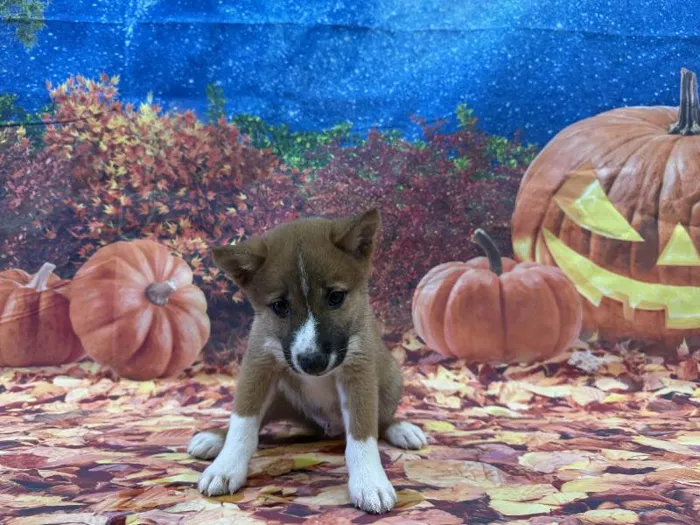 Male Shiba Inu puppy named Ben for sale at Puppy City Winchester.